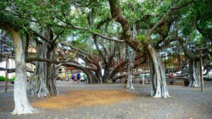 Couple walking under the Banyan tree in Lahaina in Maui, Hawaii, USA